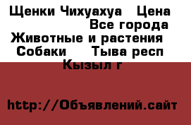 Щенки Чихуахуа › Цена ­ 12000-15000 - Все города Животные и растения » Собаки   . Тыва респ.,Кызыл г.